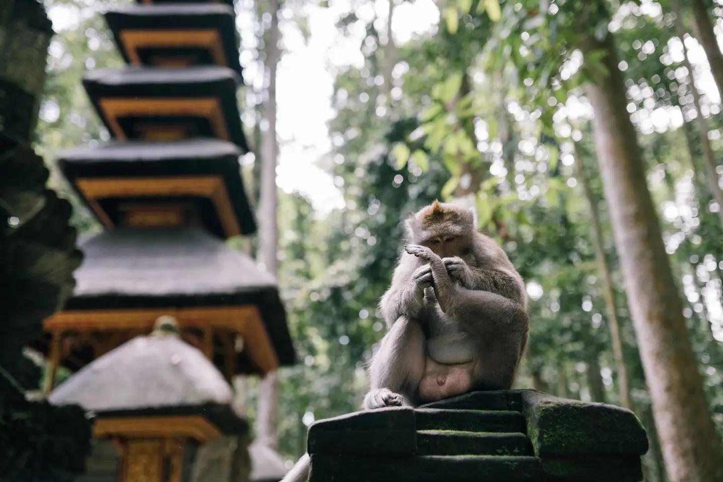 Sacred Monkey Forest Sanctuary